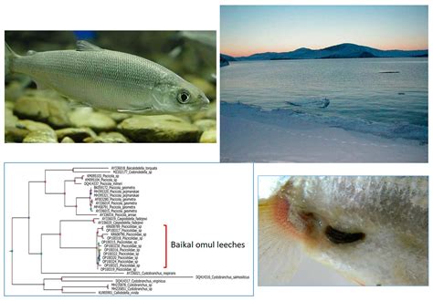 Fishes | Free Full-Text | Unexpected Discovery of an Ectoparasitic Invasion First Detected in ...