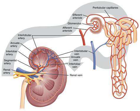 renal blood flow - Google Search | Renal physiology, Kidney anatomy, Physiology