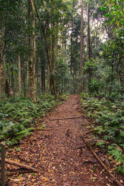 Walking | Bunya Mountains