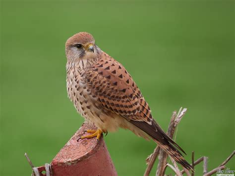 Female Common Kestrel