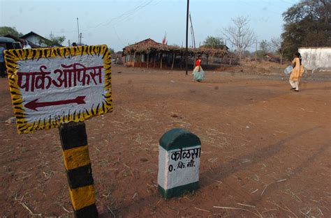 In sixteenth such case, woman dies after suspected tiger attack in Maharashtra's Chandrapur