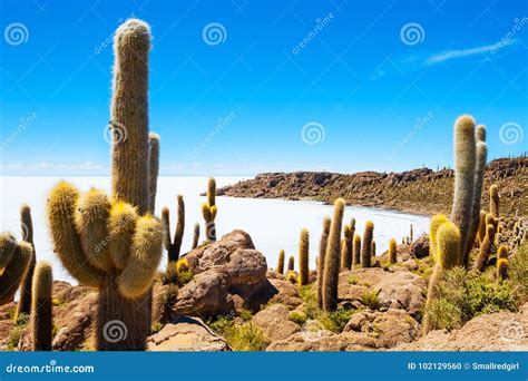 Cactus on Incahuasi Island, Salar De Uyuni, Bolivia Stock Photo - Image of cactus, flat: 102129560