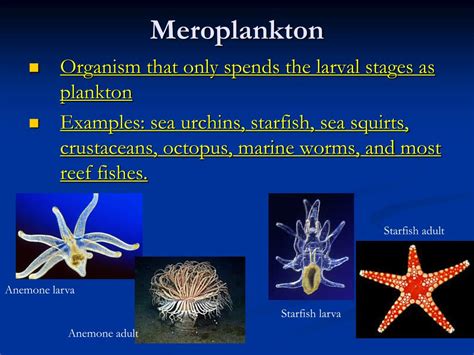 PPT - Planktonic Organisms PowerPoint Presentation, free download - ID ...