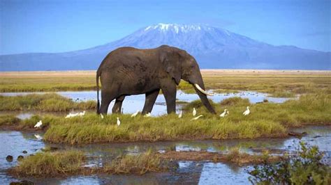 Amboseli National Park: 2 day Safari Trip | GetYourGuide