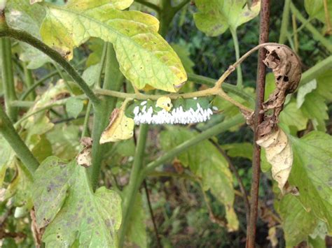 Tomato Hornworm With Parasites