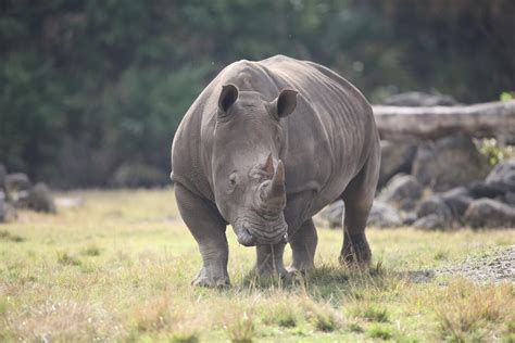 Southern White Rhinoceros