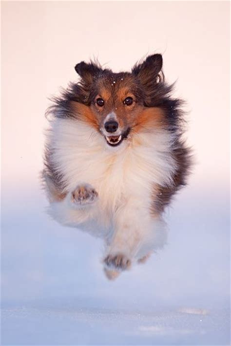 1000+ images about Lovely #Sheltie and #Collie on Pinterest