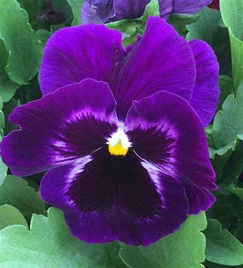 Just picked up some winter pansies from the local garden centre. This ...