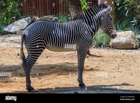 The three species of zebra hi-res stock photography and images - Alamy