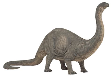 Brontosaurus Facts, Size, Fossil & Skeleton, with Pictures