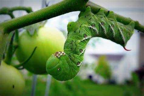 hornworm | Stutzmans Greenhouse & Garden Centers