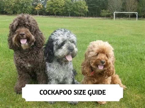 Pin on dog-cockapoo