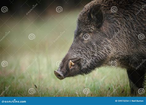 Male wild boar stock photo. Image of close, large, formidable - 59973254