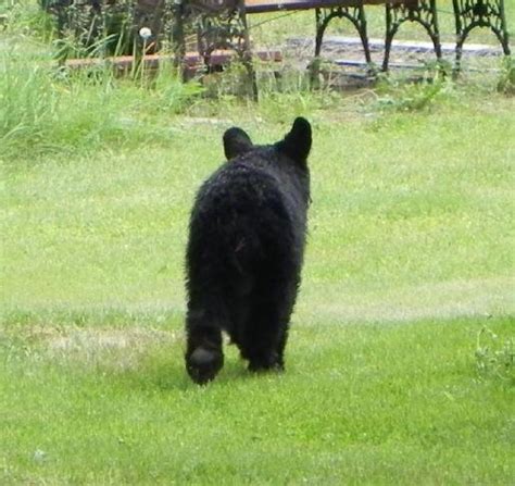 Bear cub spotted on campus | Sun Community News Early on the evening of ...