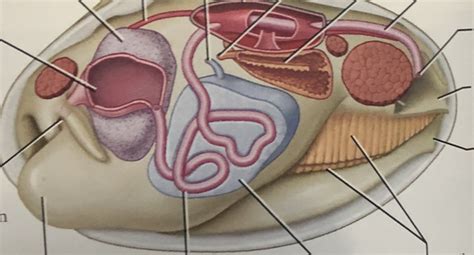 Clam shell (deep anatomy) Diagram | Quizlet