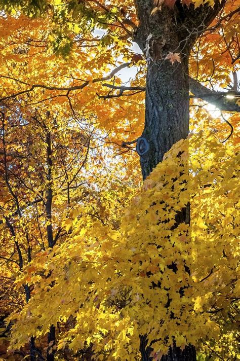 Yellow Maple Tree with Brown Bark Stock Image - Image of brown, yellow ...