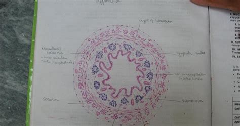 Histology Slides Database: histological diagram of appendix