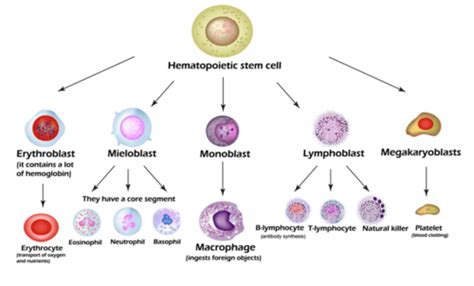 Stem Cell Therapy For Regenerative Anemia In Dogs, Mesenchymal Stem ...