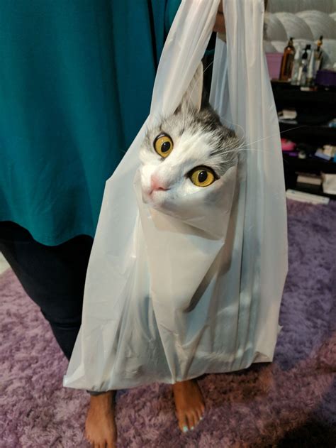 Cat in plastic bag Blank Template - Imgflip