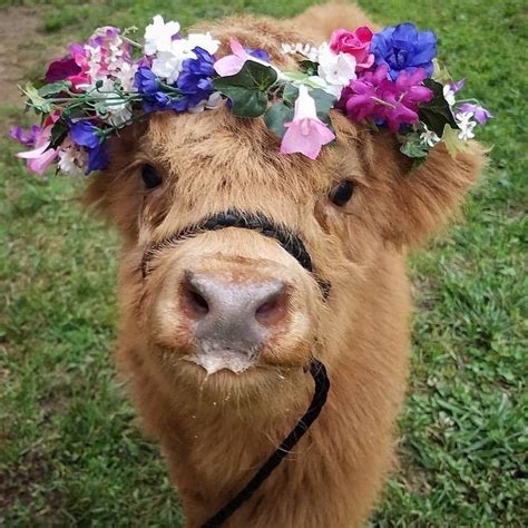 power to the flower!!!! | Fluffy cows, Cute animals, Cute baby animals