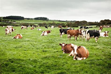 Nabard Yojana 2022 Dairy Farming Scheme Online Application Procedure