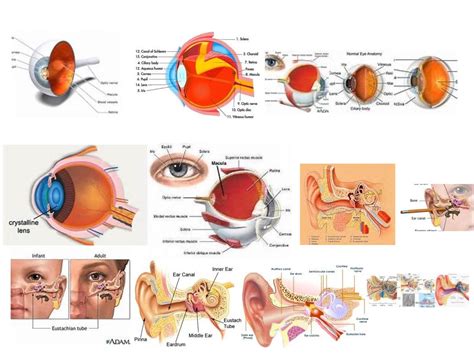 Eye/ear parts | Science, Health, Human-body | ShowMe