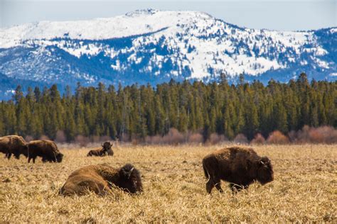 Government agencies to cull up to 900 Yellowstone bison – Explore Big Sky