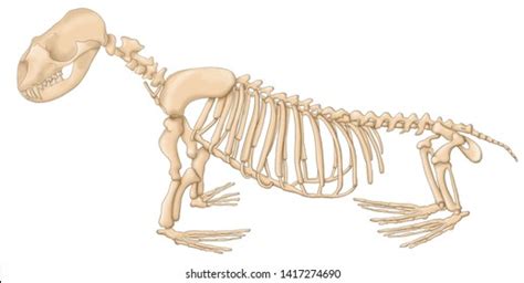 3,830 Lion Skeleton Images, Stock Photos, and Vectors | Shutterstock