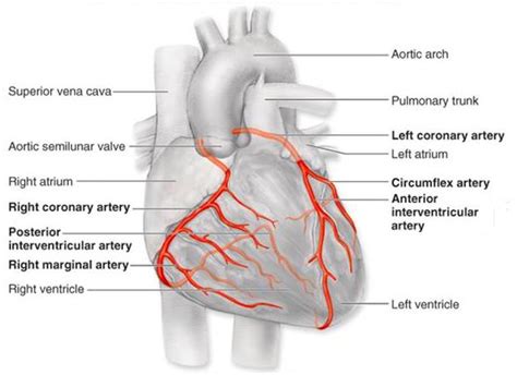 Coronary Arteries And Heart Anatomy Worksheet