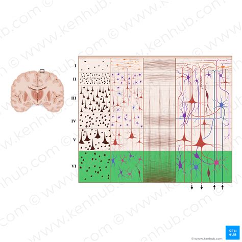 Multiform layer of cerebral cortex (#18946) – Kenhub Image License Store