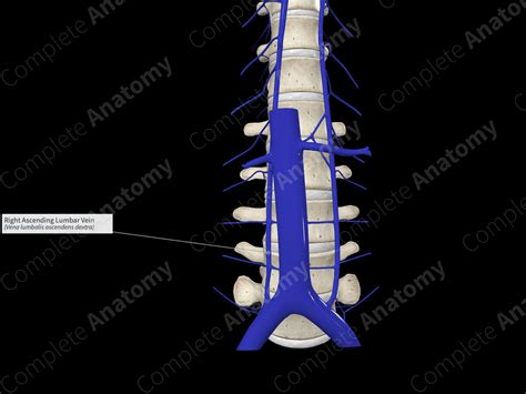 Right Ascending Lumbar Vein | Complete Anatomy