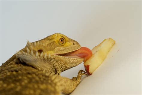 The Benefits of a Vegetarian Diet for Your Bearded Dragon - Reptileszilla