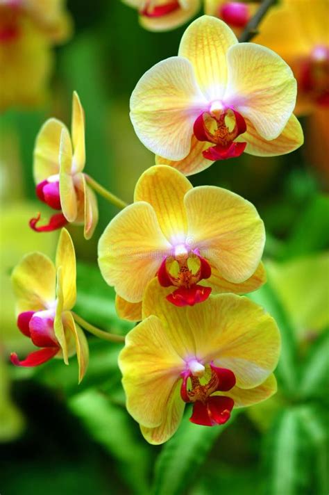 Yellow Orchids Stock Photos - Image: 9387023