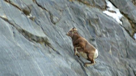 Bighorn Sheep Quickly Calculate Mountain Climbing Routes - YouTube