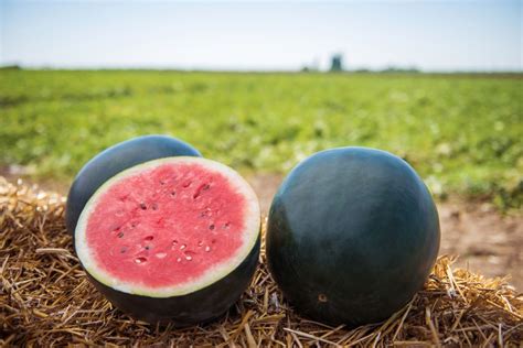 Watermelon Varieties To Grow In Your Garden