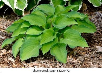 Variegated Hosta Plant Dark Green Edges Stock Photo 53220472 | Shutterstock