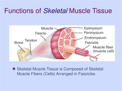 PPT - Muscle Physiology Chapter 11 Supplement 1 PowerPoint Presentation ...