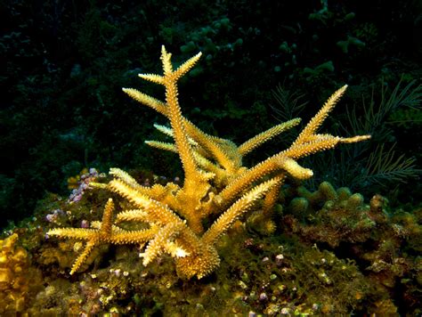 Staghorn coral (Acropora cervicornis) | Hard coral, Elkhorn coral ...