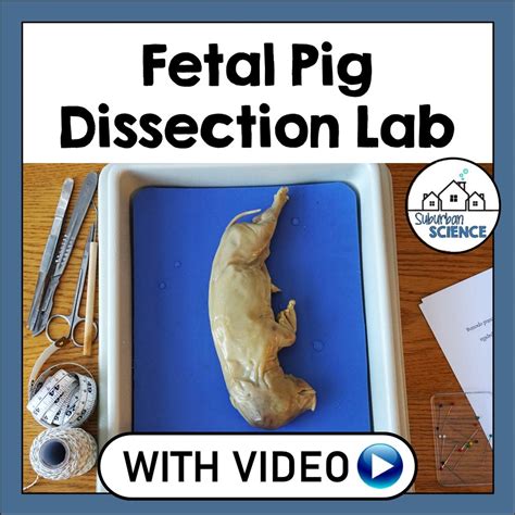 Fetal Pig Dissection Lab - Suburban Science