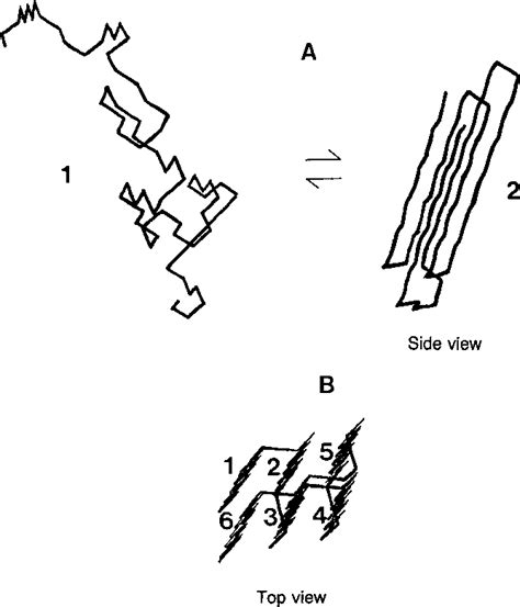 Figure 1 from Dynamic Monte Carlo study of the folding of a six-stranded Greek key globular ...