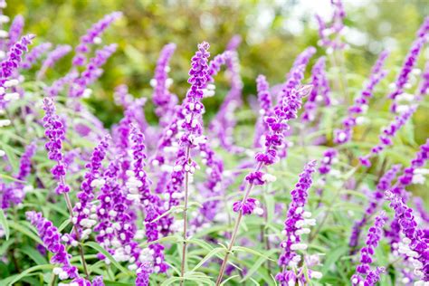 Salvia leucantha (Mexican Bush Sage): Care and Growing Guide