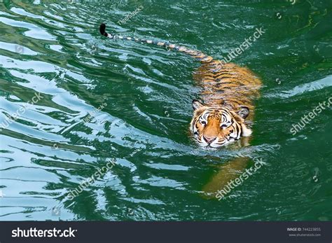 Swimming tiger 8,232 รายการ ภาพ ภาพสต็อกและเวกเตอร์ | Shutterstock