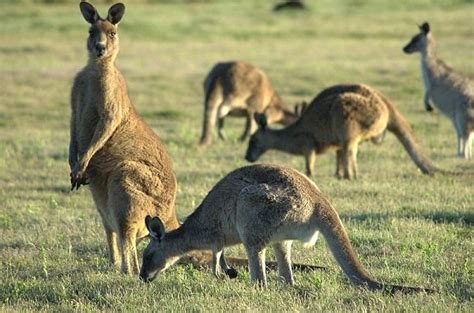 Kangaroo | Animal Wildlife