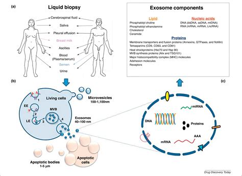 Exosomes – a new horizon in lung cancer | Exosome RNA