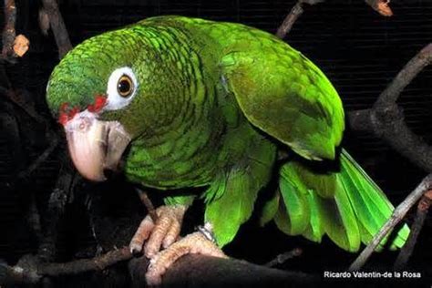 20 best Endangered Puertorrican Parrot images on Pinterest | Parrots, Parrot and Puerto rico