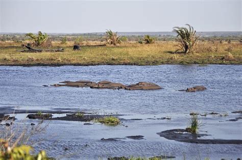 Top 10 Facts St Lucia Wetland Park - Discover Walks Blog