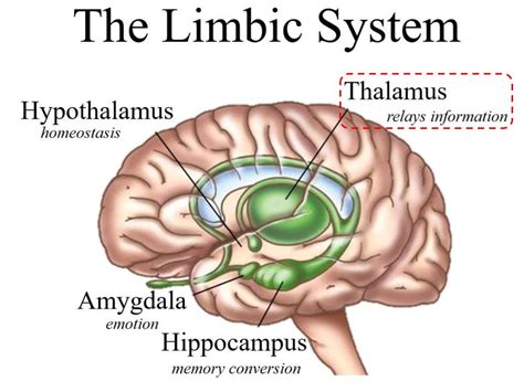 The Limbic System - Thalamus - THE REIGN OF THE BRAIN