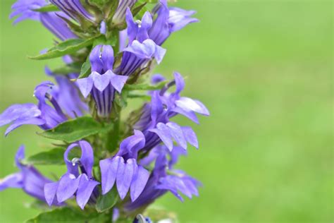 Buy Great Blue Lobelia for Sale Online | Direct Native Plants