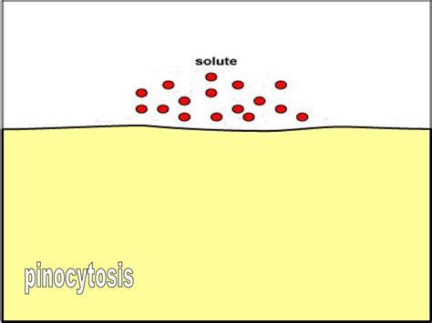 Membrane Structure and Function - ppt download