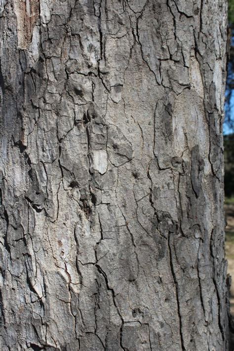 The Marula Tree Bark - Big 5 Blog